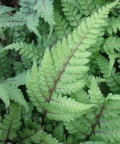 Roots Plants 3 Eared Lady Fern | Athyrium Otophorum Okanum | 9cm Pots