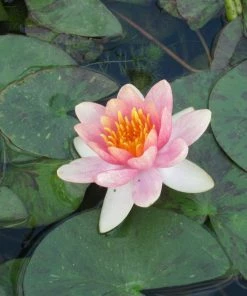 Roots Plants Variable Water Lily | Nymphaea Aurora