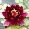 Roots Plants Black Princess Water Lily 2 Roots Plants Black Princess Water Lily