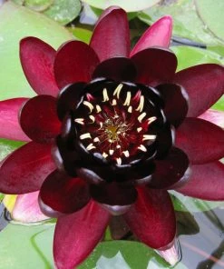 Roots Plants Black Princess Water Lily 7 Roots Plants Black Princess Water Lily