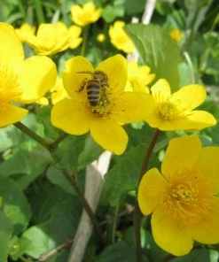 Roots Plants Marsh Marigold