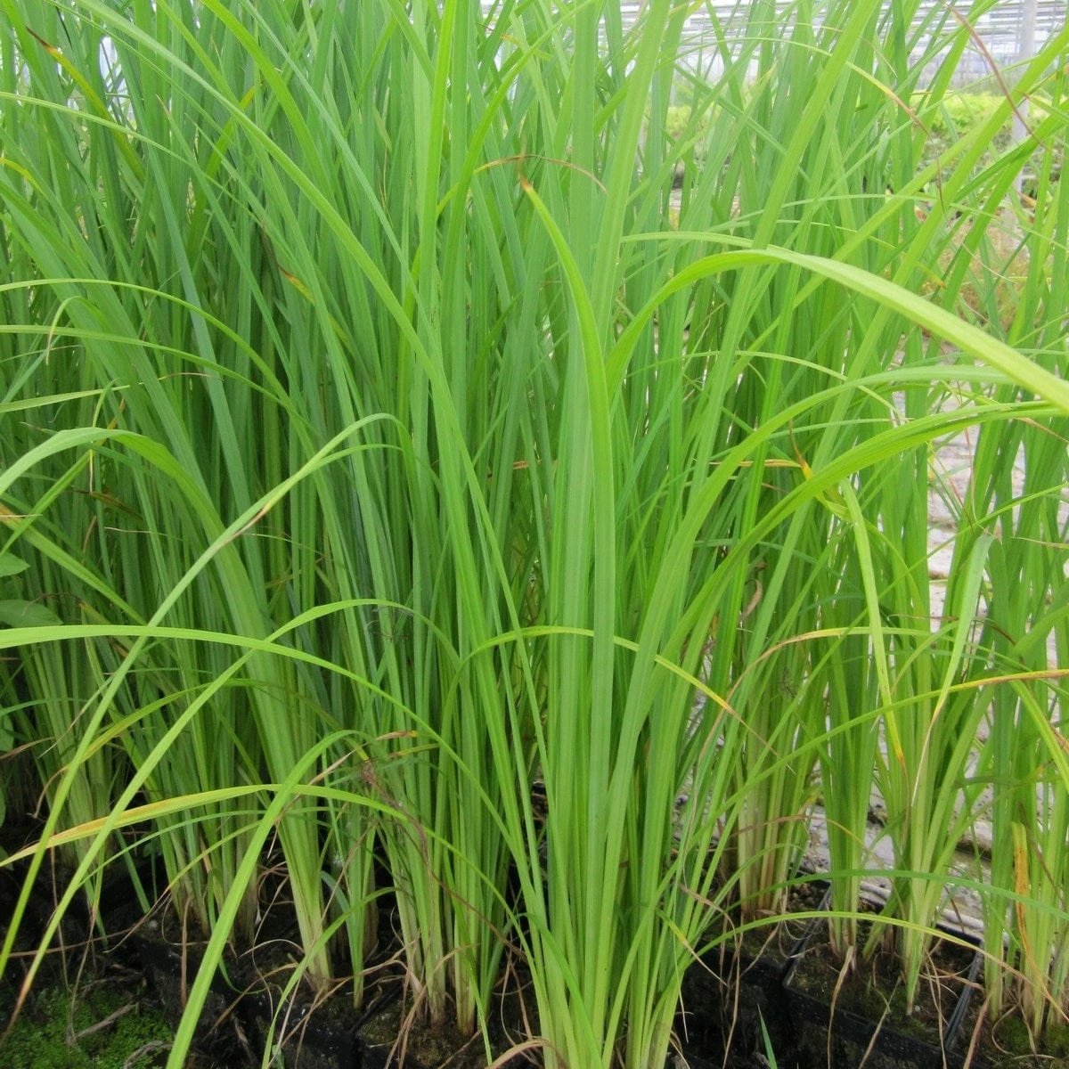 Roots Plants Weeping Trees Slender-tufted Sedge 3 Roots Plants Weeping Trees Slender-tufted Sedge