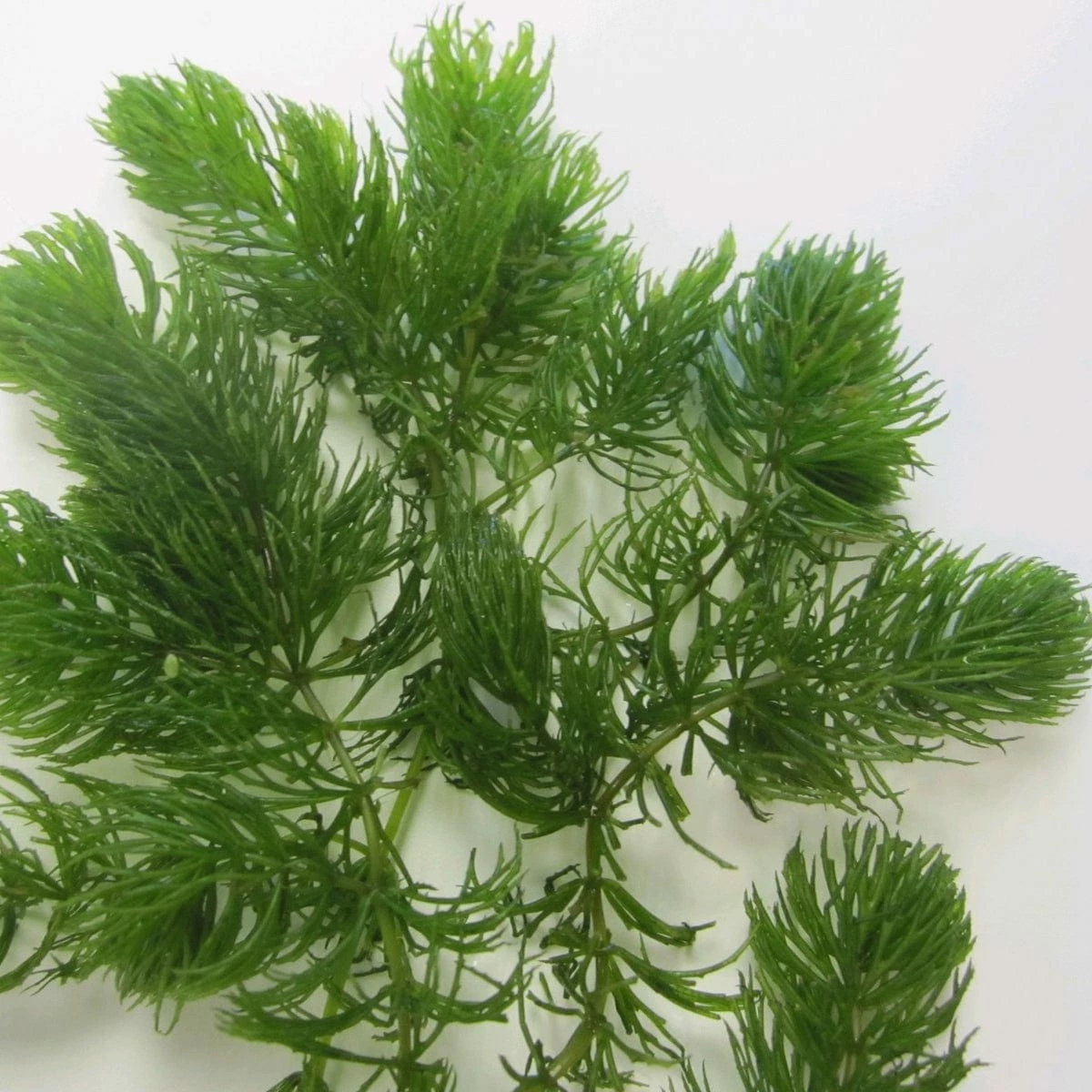 Roots Plants 5 Hornwort Plants| Oxygenating | 9cm Pots All Pond Plants 4 Roots Plants 5 Hornwort Plants| Oxygenating | 9cm Pots All Pond Plants