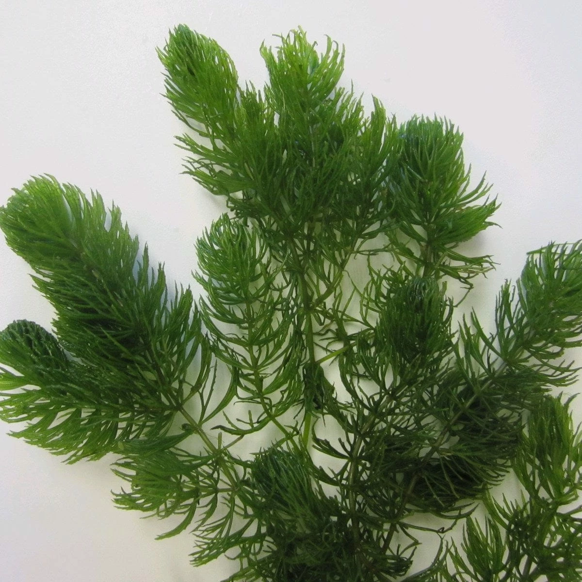 Roots Plants 5 Hornwort Plants| Oxygenating | 9cm Pots All Pond Plants 6 Roots Plants 5 Hornwort Plants| Oxygenating | 9cm Pots All Pond Plants