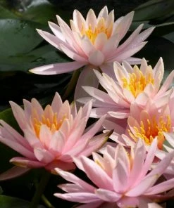 Roots Plants Colorado Water Lily | Nymphaea