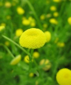 Roots Plants Cotula Coronopifolia | Brass Buttons All Pond Plants