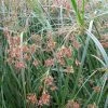 Roots Plants Grasses Sweet Galingale | Cyperus Longus 1 Roots Plants Grasses Sweet Galingale | Cyperus Longus