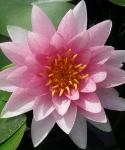 Roots Plants Water Lily Darwin | Nymphaea Hollandia