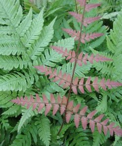 Roots Plants Ferns Premium Fern Collection | 6 X 9 Cm Pots