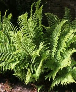 Roots Plants Ferns Premium Fern Collection | 6 X 9 Cm Pots
