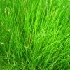 Roots Plants Dwarf Hairgrass| Oxygenating