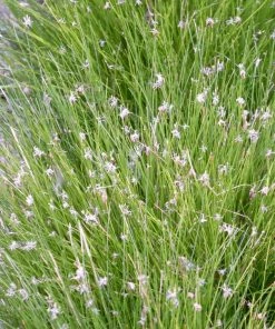 Roots Plants Dwarf Hairgrass| Oxygenating