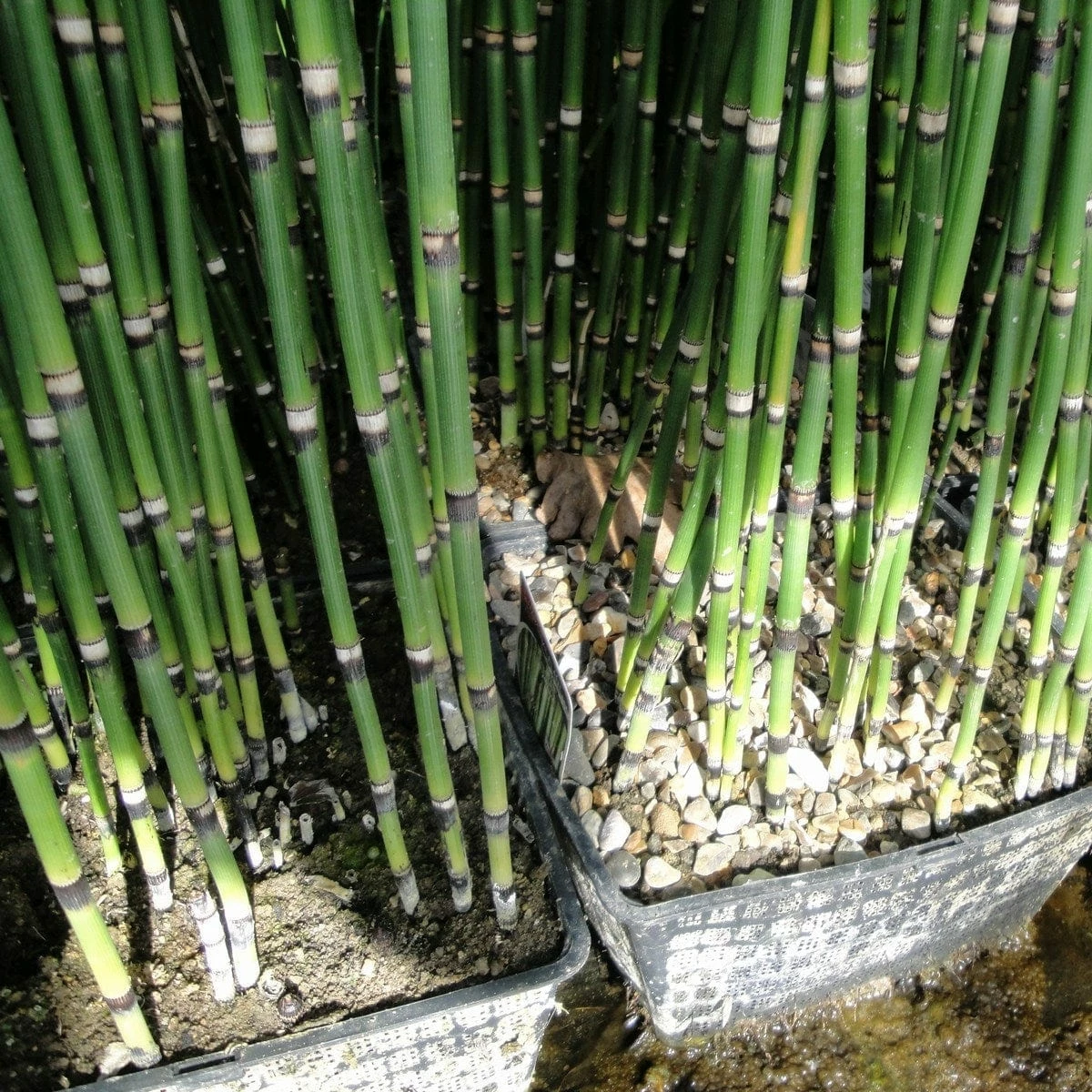 Roots Plants Rough Horsetail | Equisetum Hyemale All Pond Plants 6 Roots Plants Rough Horsetail | Equisetum Hyemale All Pond Plants