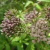 Roots Plants Hemp Agrimony | Eupatorium Cannabinum All Pond Plants 1 Roots Plants Hemp Agrimony | Eupatorium Cannabinum All Pond Plants