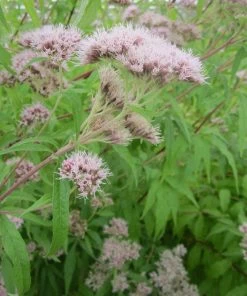 Roots Plants Hemp Agrimony | Eupatorium Cannabinum All Pond Plants