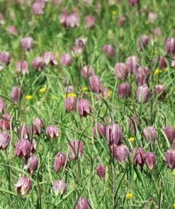 Roots Plants Snakes Head Fritillary | Fritillaria Meleagris