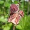 Roots Plants Geums Geum Rivale | Water Avens