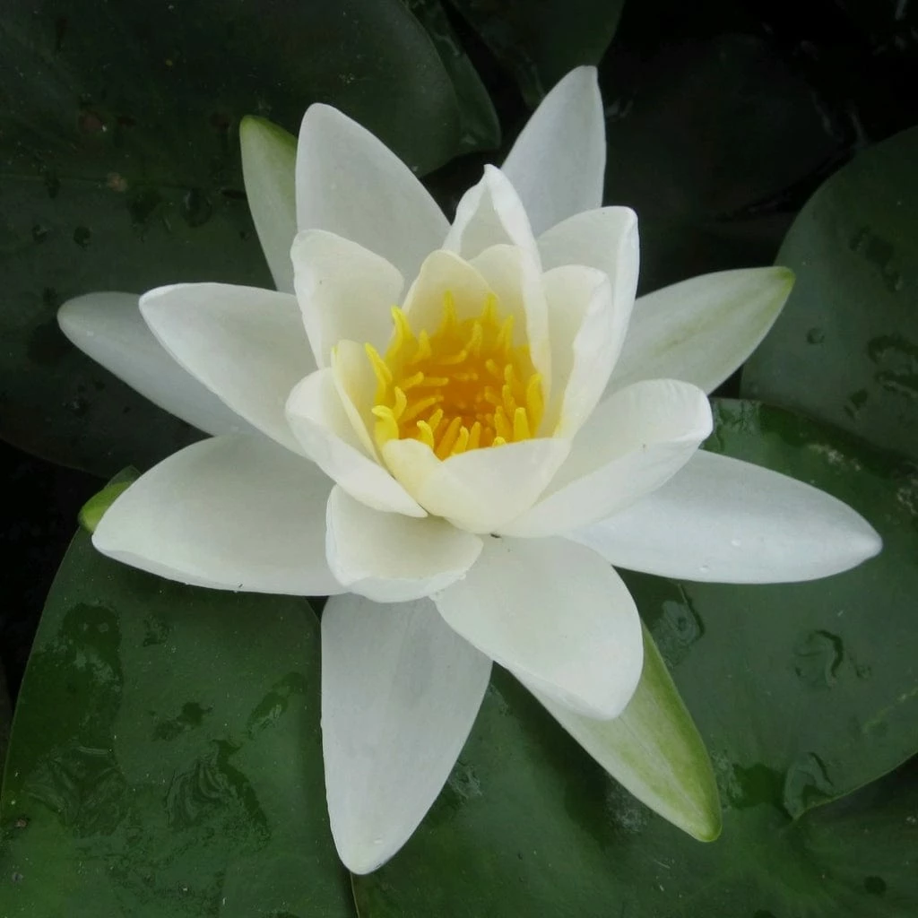 Roots Plants Large Water Lily | Nymphaea Gladstoniana 3 Roots Plants Large Water Lily | Nymphaea Gladstoniana