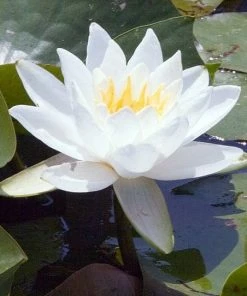 Roots Plants Large Water Lily | Nymphaea Gladstoniana