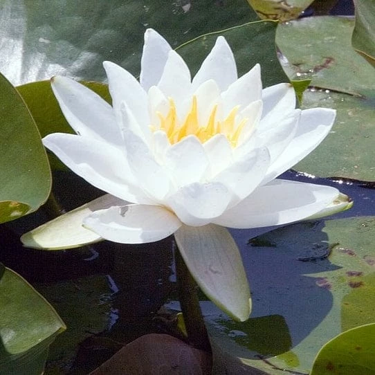 Roots Plants Large Water Lily | Nymphaea Gladstoniana 4 Roots Plants Large Water Lily | Nymphaea Gladstoniana