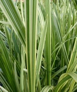 Roots Plants Variegated Reed Sweet Grass | Glyceria Maxima Variegata
