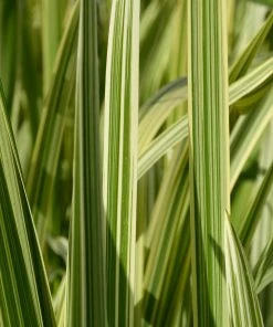 Roots Plants Variegated Reed Sweet Grass | Glyceria Maxima Variegata