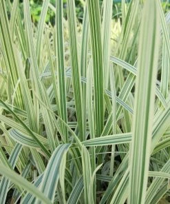 Roots Plants Variegated Reed Sweet Grass | Glyceria Maxima Variegata