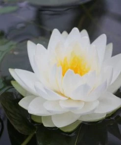 Roots Plants White Water Lily | Nymphaea Gonnere