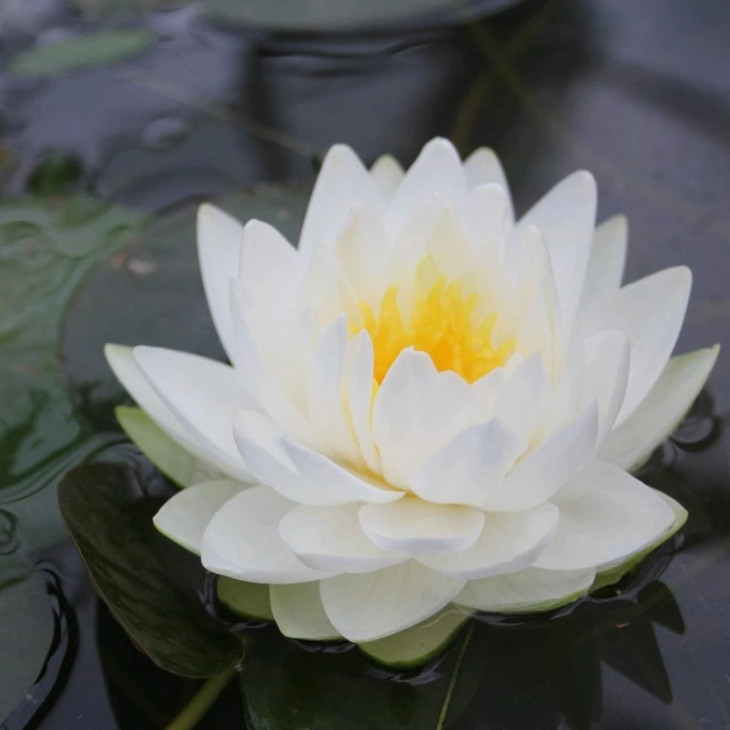 Roots Plants White Water Lily | Nymphaea Gonnere 4 Roots Plants White Water Lily | Nymphaea Gonnere