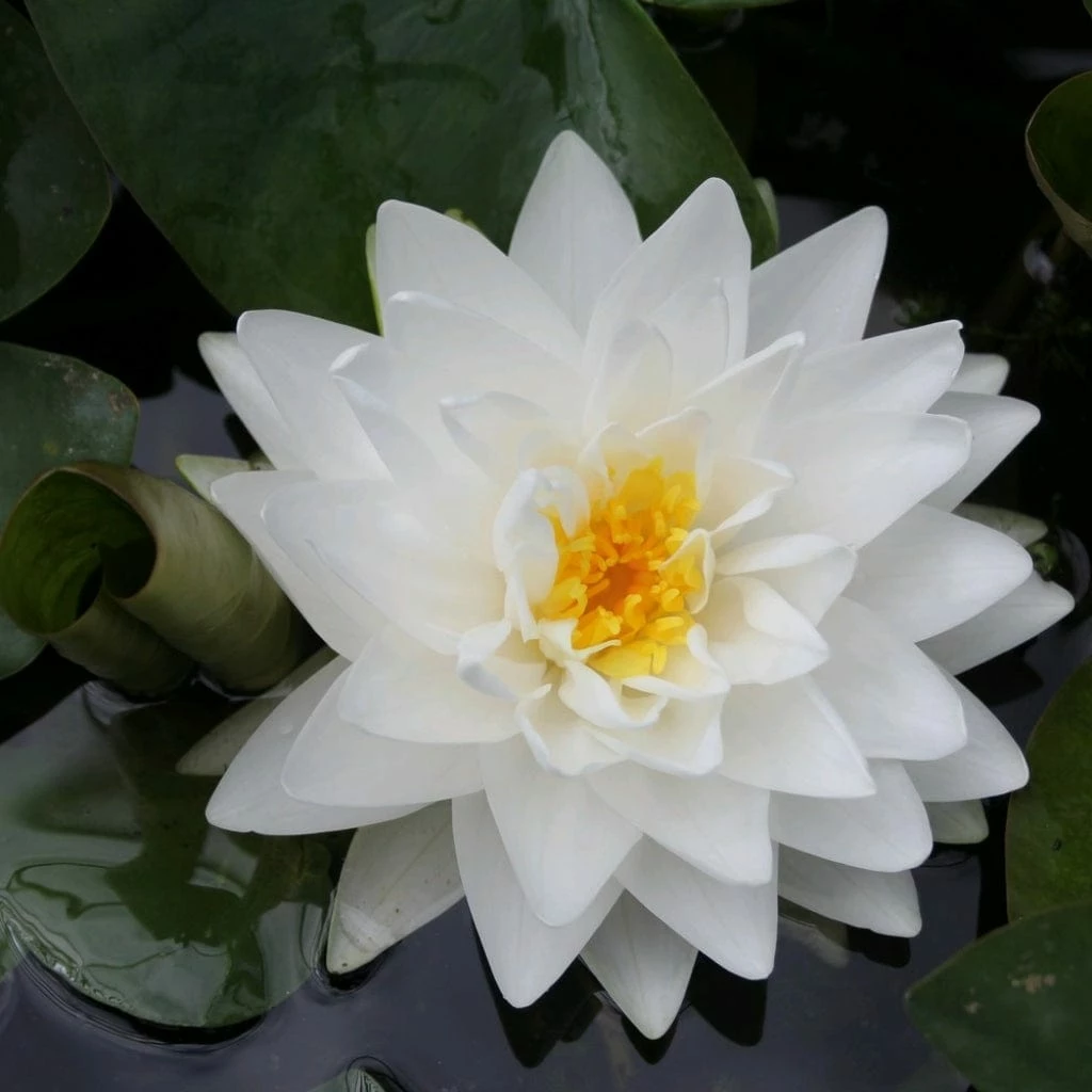 Roots Plants White Water Lily | Nymphaea Gonnere 5 Roots Plants White Water Lily | Nymphaea Gonnere