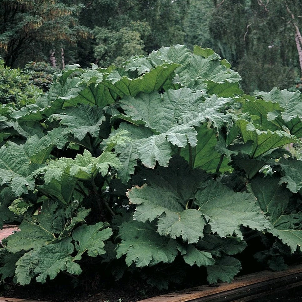 Roots Plants Giant Rhubarb | Gunnera Manicata 4 Roots Plants Giant Rhubarb | Gunnera Manicata