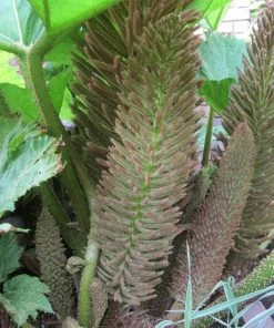 Roots Plants Giant Rhubarb | Gunnera Manicata 9 Roots Plants Giant Rhubarb | Gunnera Manicata