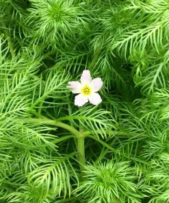 Roots Plants 5 Water Violet Plants| Oxygenating | 9cm Pots