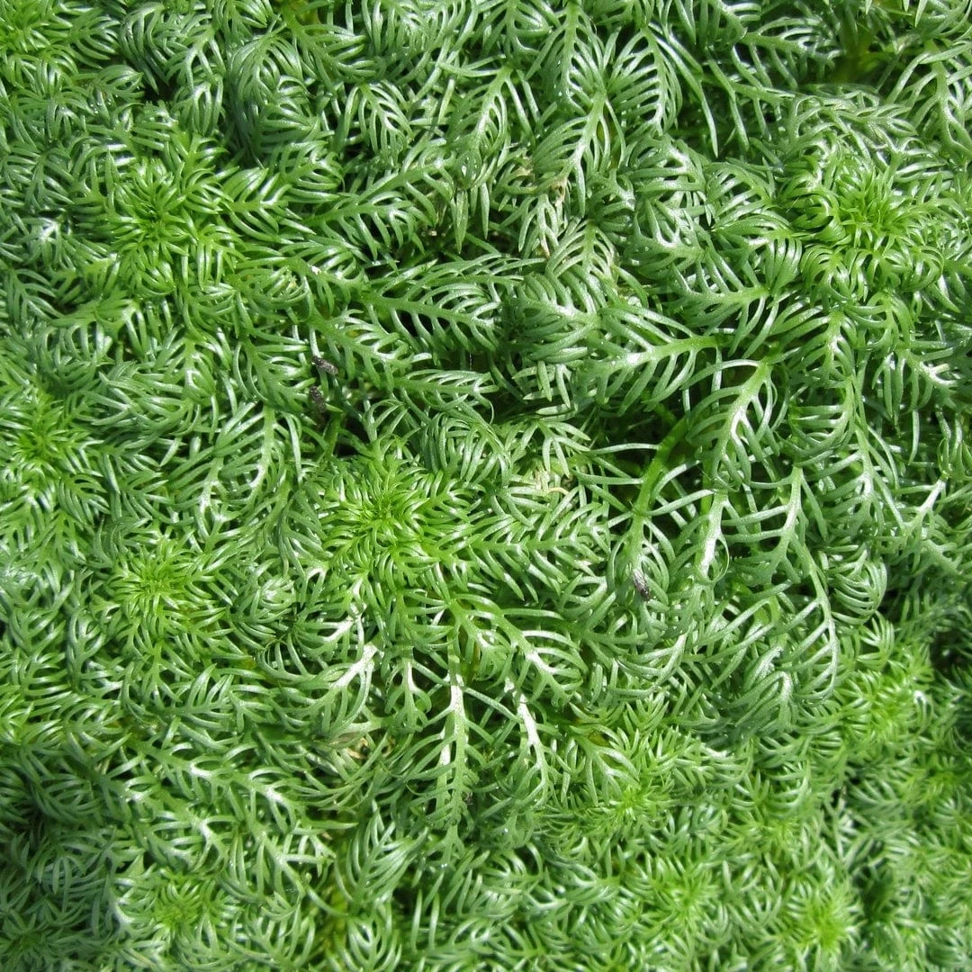 Roots Plants 5 Water Violet Plants| Oxygenating | 9cm Pots 4 Roots Plants 5 Water Violet Plants| Oxygenating | 9cm Pots