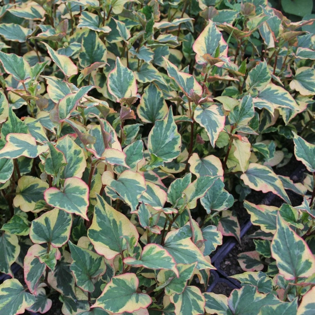 Roots Plants Houttuynia Cordata 'Chameleon' 3 Roots Plants Houttuynia Cordata 'Chameleon'