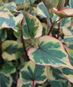 Roots Plants Houttuynia Cordata 'Chameleon'