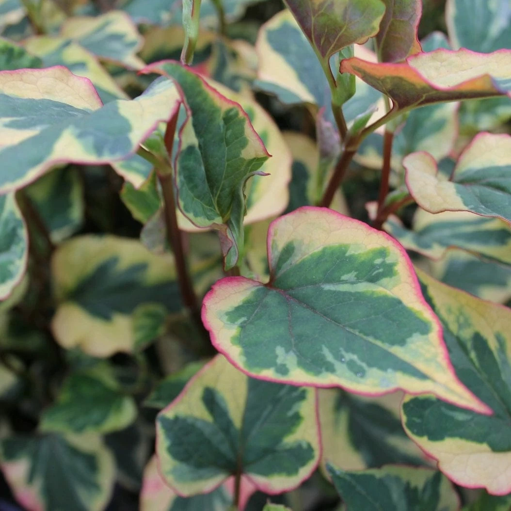 Roots Plants Houttuynia Cordata 'Chameleon' 4 Roots Plants Houttuynia Cordata 'Chameleon'