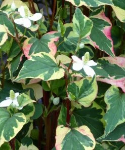 Roots Plants Houttuynia Cordata 'Chameleon' 10 Roots Plants Houttuynia Cordata 'Chameleon'