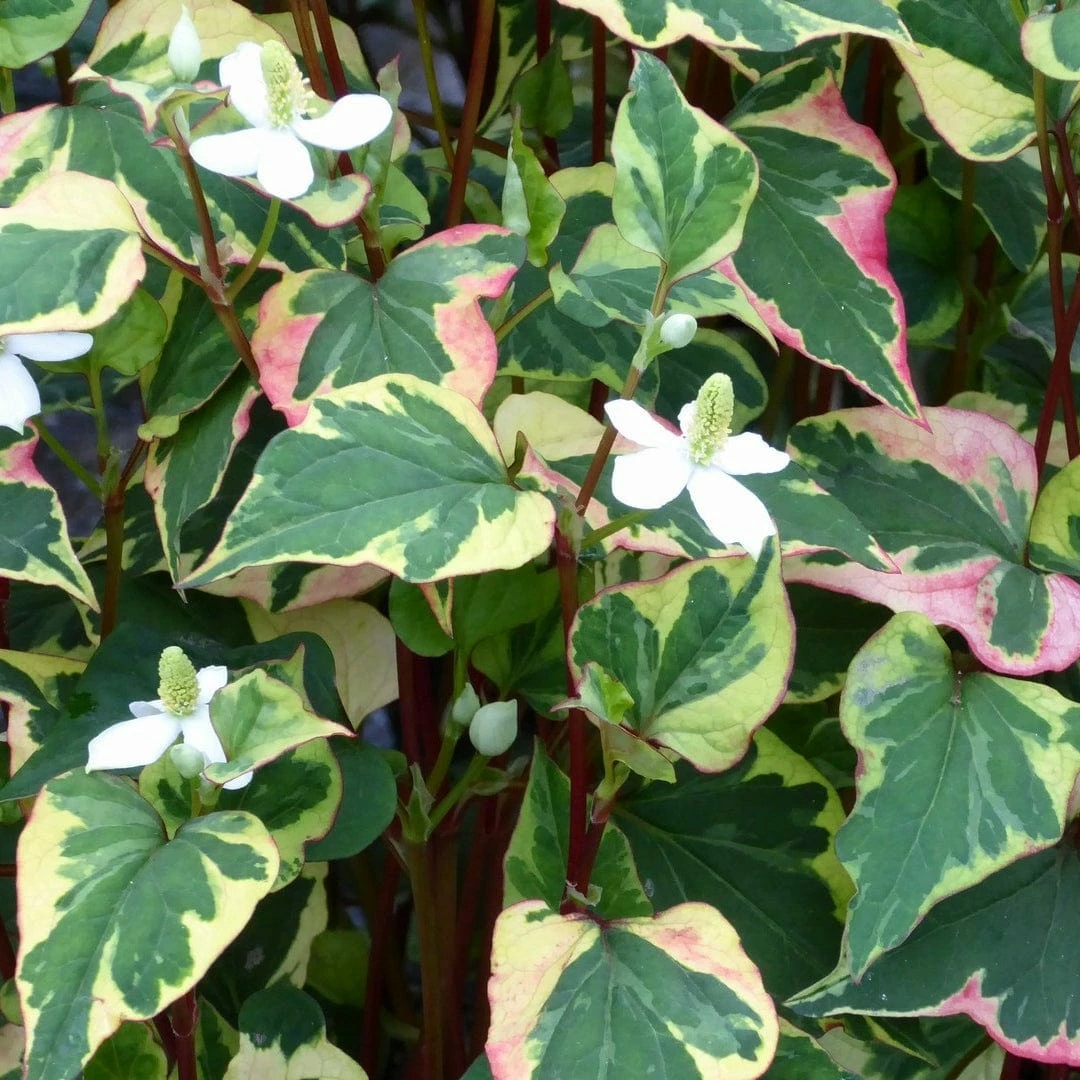 Roots Plants Houttuynia Cordata 'Chameleon' 5 Roots Plants Houttuynia Cordata 'Chameleon'