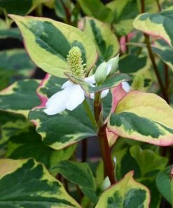 Roots Plants Houttuynia Cordata 'Chameleon' 11 Roots Plants Houttuynia Cordata 'Chameleon'