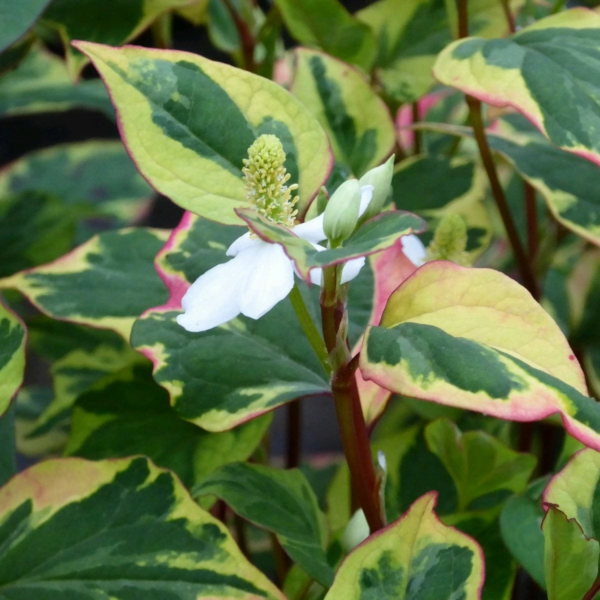 Roots Plants Houttuynia Cordata 'Chameleon' 6 Roots Plants Houttuynia Cordata 'Chameleon'