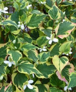 Roots Plants Houttuynia Cordata 'Chameleon' 12 Roots Plants Houttuynia Cordata 'Chameleon'