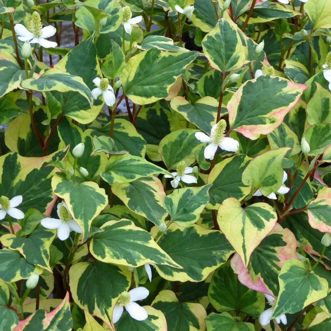 Roots Plants Houttuynia Cordata 'Chameleon' 7 Roots Plants Houttuynia Cordata 'Chameleon'