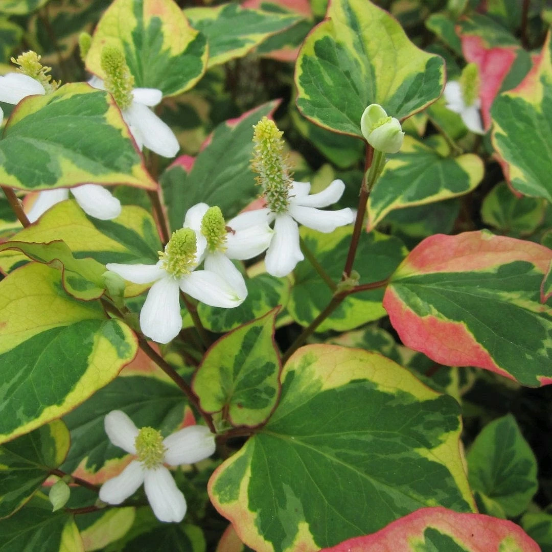 Roots Plants Houttuynia Cordata 'Chameleon' 8 Roots Plants Houttuynia Cordata 'Chameleon'