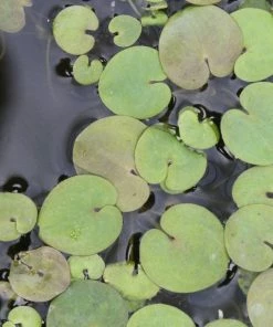 Roots Plants 5 Frogbit Plants | 9cm Pots
