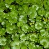 Roots Plants All Pond Plants Miniature Pennywort | Hydrocotyle Nova Zealand| Oxygenating 1L Pot 1 Roots Plants All Pond Plants Miniature Pennywort | Hydrocotyle Nova Zealand| Oxygenating 1L Pot