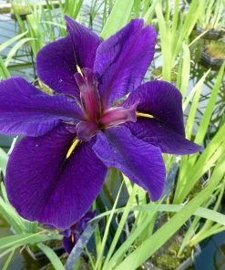 Roots Plants Iris Louisiana 'Black Gamecock' Irises
