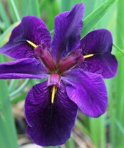 Roots Plants Iris Louisiana 'Black Gamecock' Irises