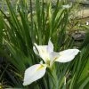 Roots Plants Iris Louisiana 'Her Highness'