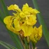 Roots Plants Iris Pseudacorus 'Flore Pleno' Irises 1 Roots Plants Iris Pseudacorus 'Flore Pleno' Irises